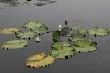 Lily Pond in Iowa